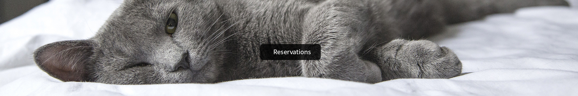 Resesrvations - Catnaps Hotel - cat boarding Williamsville NY